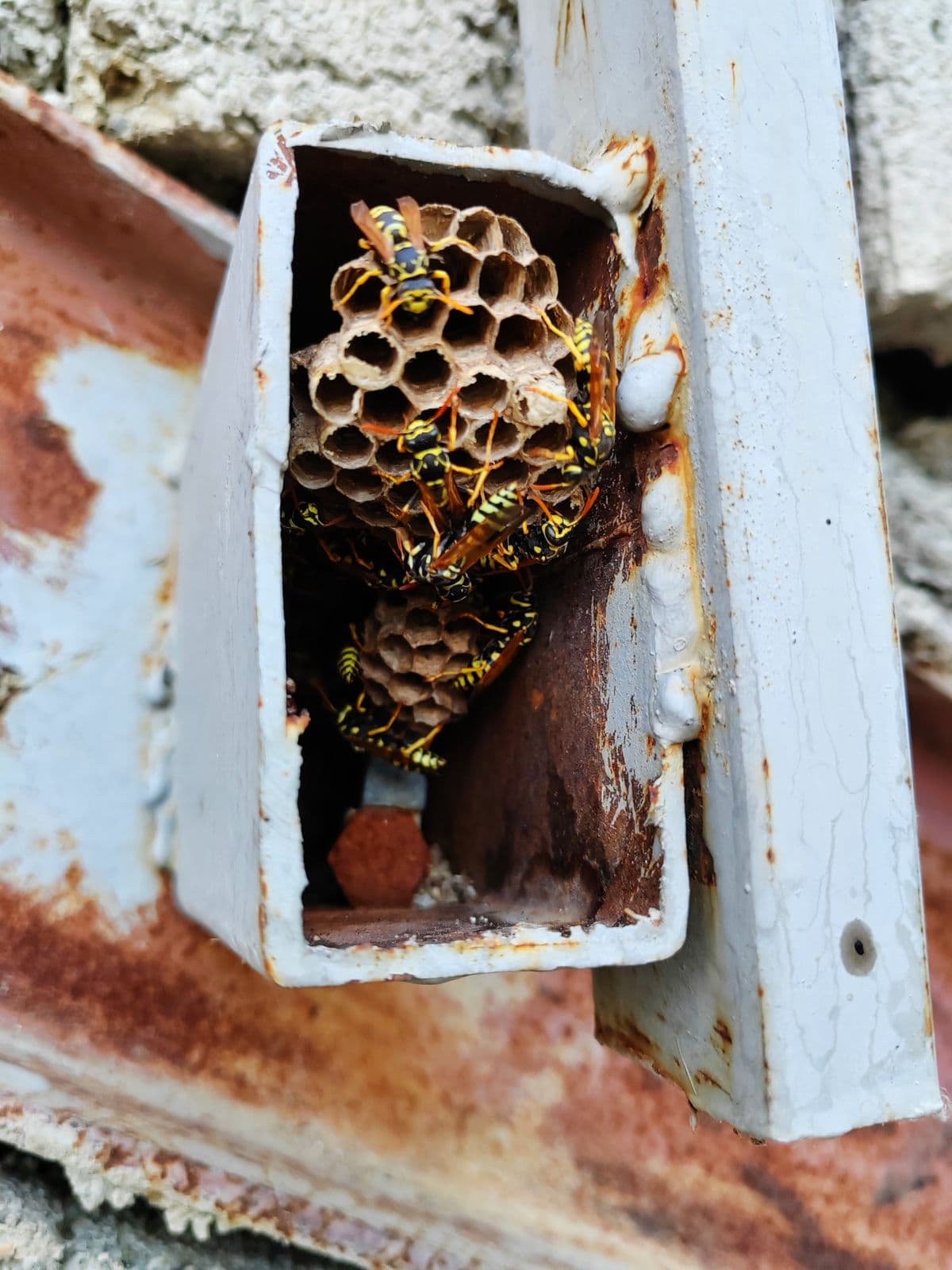 How is a wasp nest removal quote worked out?