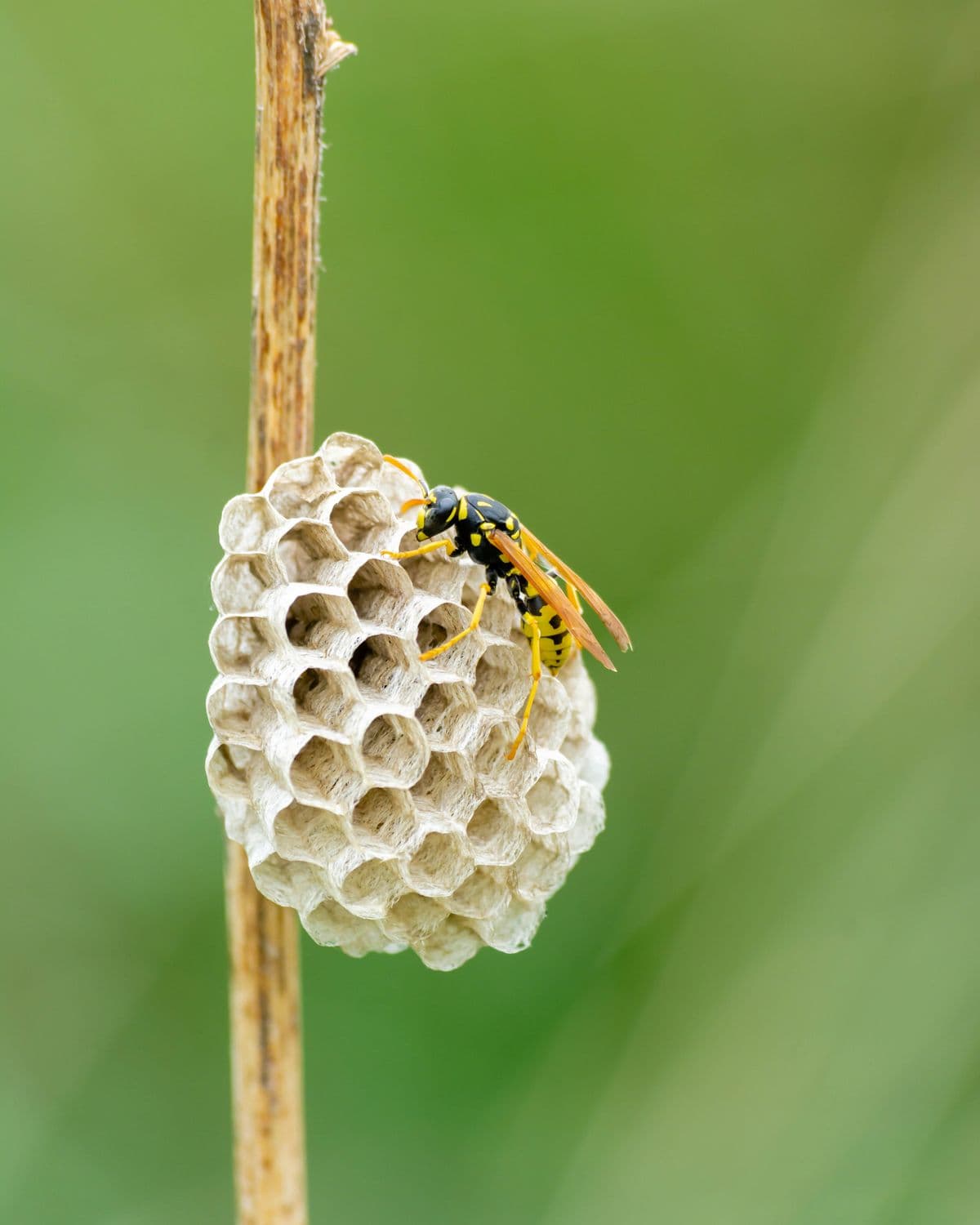 Where do wasps build nests?