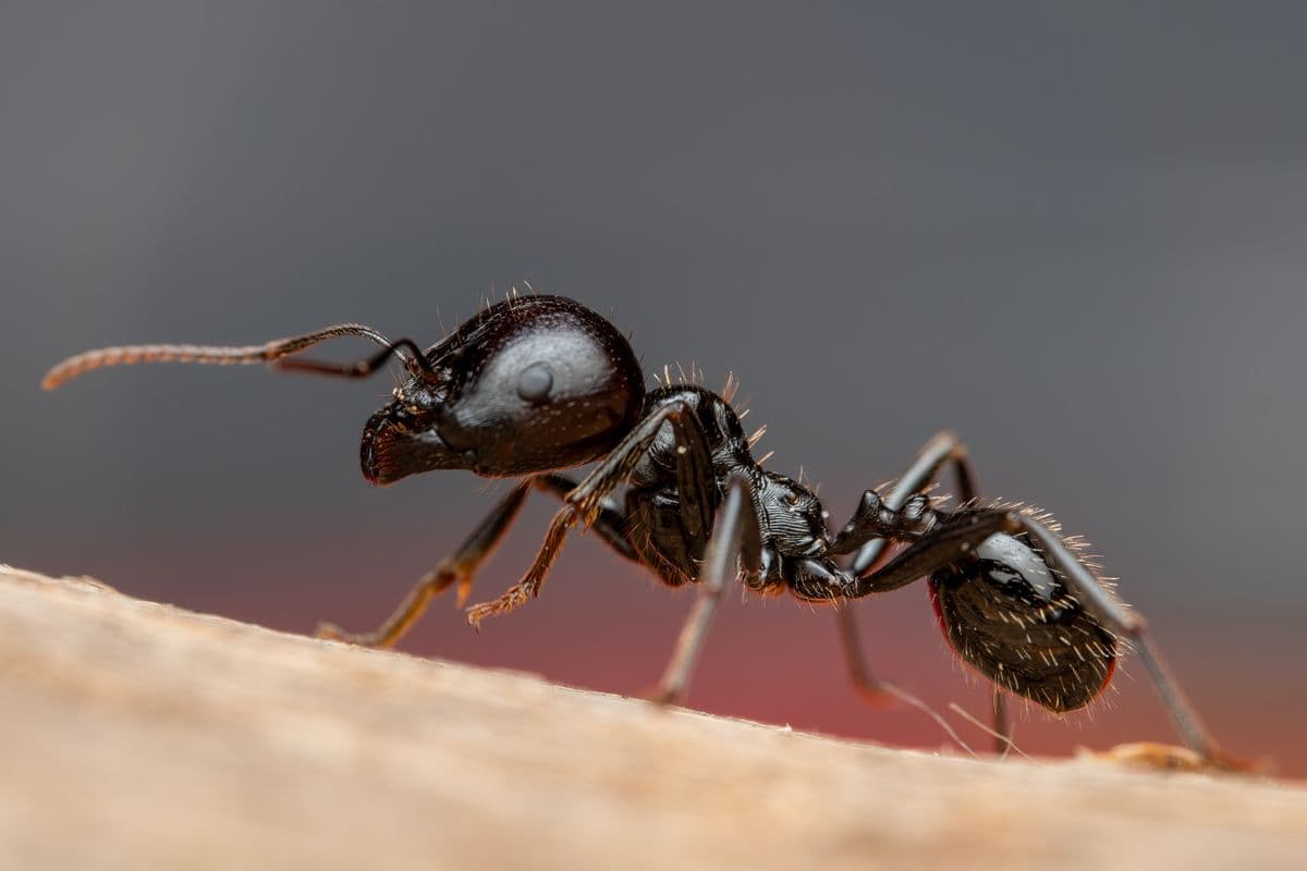 What to expect from professional ant treatment