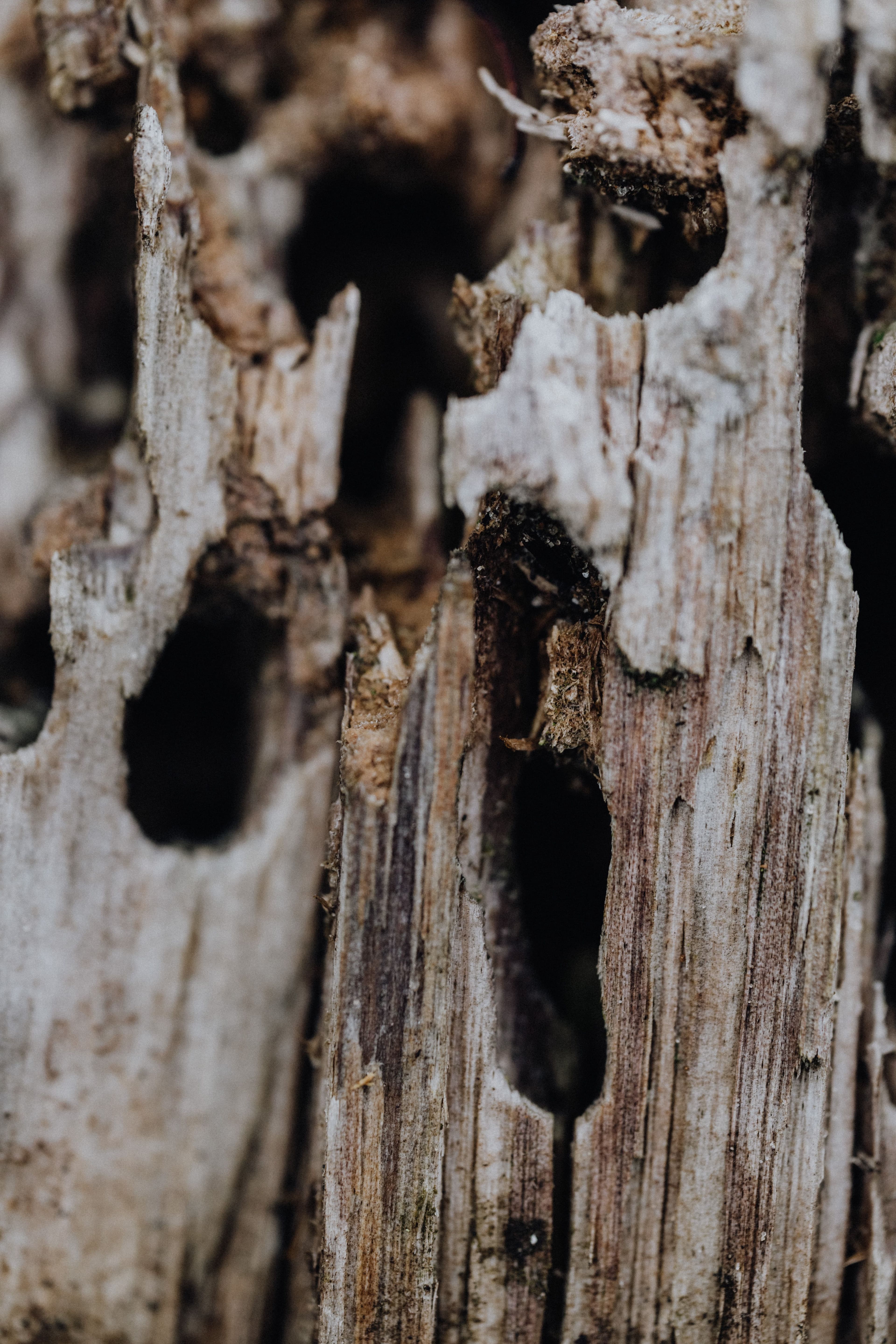 Woodworm treatment in North Cornwall and Devon
